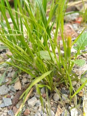 Green grass in a garden.