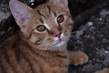 Kot © Paulina