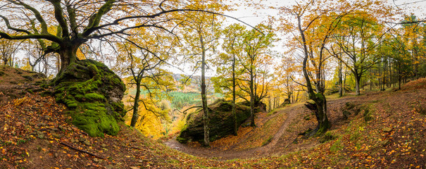 Urwald in Spanien mit moosigen Felsen und knorrigen Bäumen