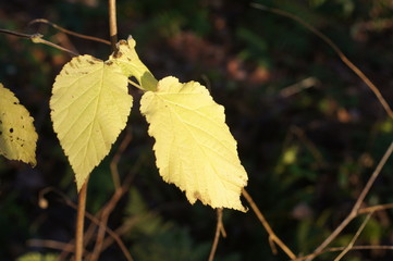 gelbes Blatt im Winter