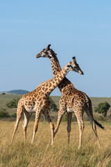Two Giraffes fighting for a chance of right to mate in the herd inside Masai Mara National Reserve during a wildlife safari - obrazy, fototapety, plakaty