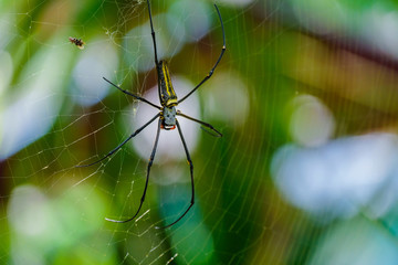 Nephila maculata, big spider black yellow on spider net. Giant wood spider on web.