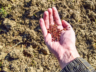 Sowing of maize out of hand