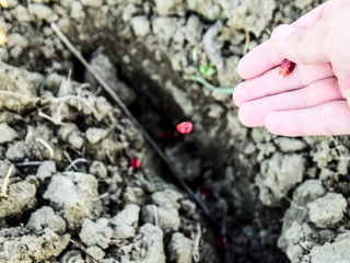 Sowing of maize out of hand