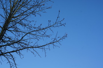 Blätter einer Himbeere