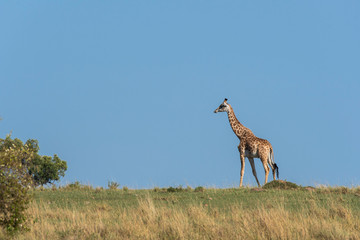 A giraffe walking in the plains of Africa inside Masai Mara National Reserve during a wildlife safari