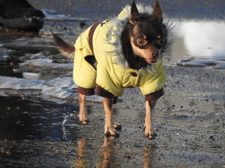 small dog in winter clothes on a leash