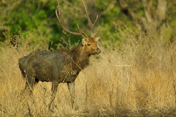 Java deer (Deer timorensis) is a type of deer that is endemic to the islands of Java, Bali and Timor (including Timor Leste) in Indonesia.