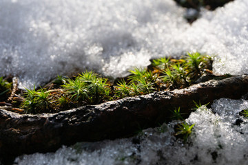 Greens in Snow 2