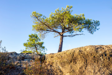 Pinos y granito. Madrid. España. Europa.