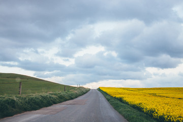 road in the field with grass and flowers