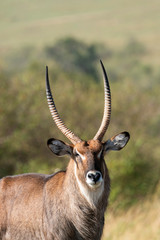 A male waterbuck grazing in the plains of Africa inside Masai Mara National Reserve during a wildlife safari