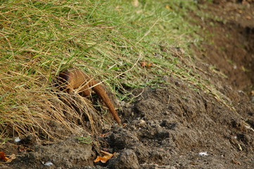 The Javan mongoose (Herpestes javanicus) is a species of mongoose found in the wild in South and Southeast Asia. small Indian mongoose or small Asian mongoose.