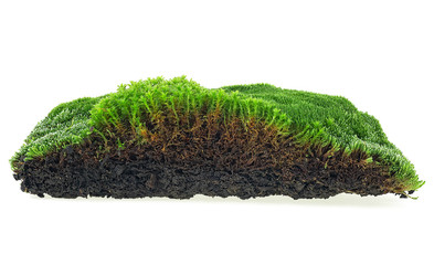 Green forest moss isolated on white background. Longitudinal section.