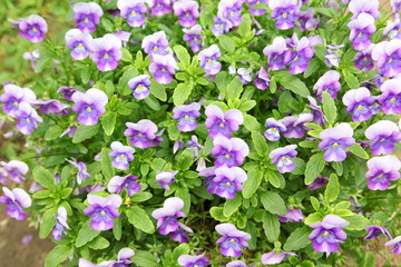 Obraz na płótnie Canvas viola tricolor pansy, flowerbed