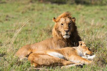 Fototapeta na wymiar A lion couple relaxing after a successful mating session in the grasslands of Masai Mara National Reserve during a wildlife safari