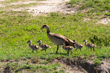 A family of Egyptian goose and ducklings near a stream inside Masai Mara National Reserve during a wildlife safari