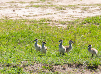 A family of Egyptian goose and ducklings near a stream inside Masai Mara National Reserve during a wildlife safari