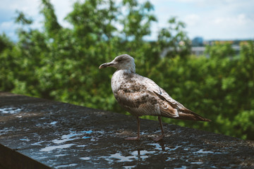 Close up portrait of seagulls looking through the blurred Tallinn medieval city and its famous orange roofs and churches as a background