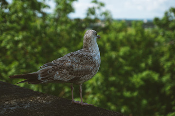 Close up portrait of seagulls looking through the blurred Tallinn medieval city and its famous orange roofs and churches as a background