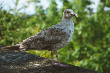 Close up portrait of seagulls looking through the blurred Tallinn medieval city and its famous orange roofs and churches as a background