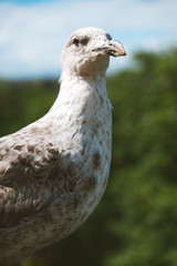 Close up portrait of seagulls looking through the blurred Tallinn medieval city and its famous orange roofs and churches as a background