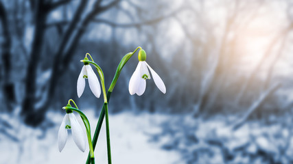 Gentle white snowdrops on the background of the forest in the evening sunlight_