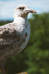 Close up portrait of seagulls looking through the blurred Tallinn medieval city and its famous orange roofs and churches as a background