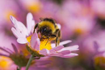 Bumble-bee on Chrysanthemum 'Cara Curtis'