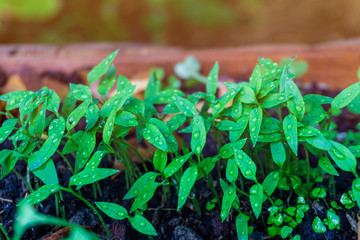 Close up young chili plant with water drop