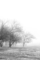 Fototapeta na wymiar Black and white scenery in the fog