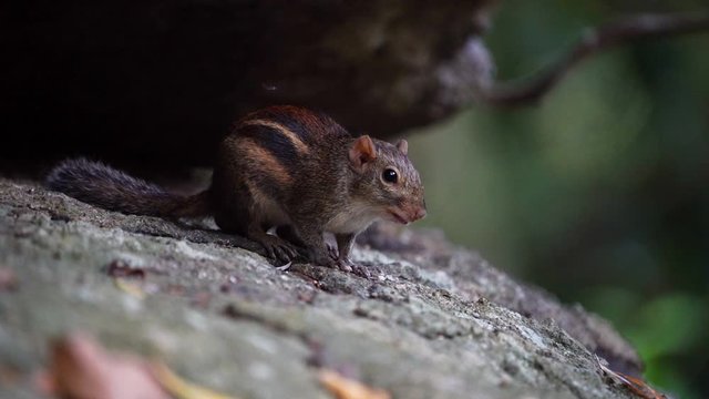Himalayan striped squirrel, Burmese striped eating food on the stone in the forest. (Scientific name: Tamiops mcclellandii)