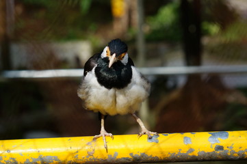 Obraz na płótnie Canvas The pied myna or Asian pied starling (Gracupica contra) is a species of bird from the family Sturnidae, of the genus Sturnus, a species of starling found in the Indian subcontinent and Southeast Asia.