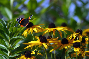Red Admiral Butterfly on yellow daisy