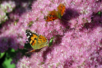 Small Tortoiseshell Butterfly