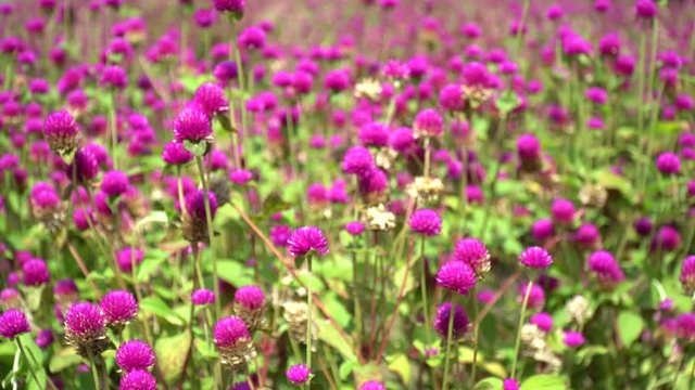 Button flowers, gomphrena (Bunga Kancing or Bunga Kenop) are ornamental plants with a petite appearance. The flowers are round and grow dense, with long stems so they are used as flower arrangements.