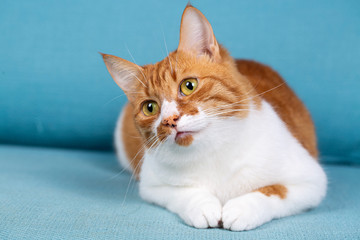 Cute yellow cat on the blue background