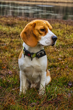 Beagle sitzt in der Natur