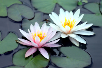 bee pollinating white and pink lotus flower on water