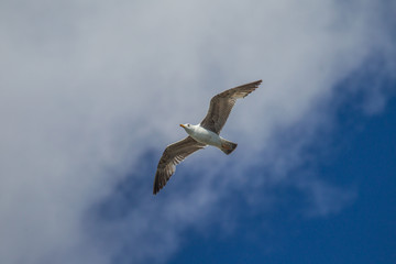 mouettes