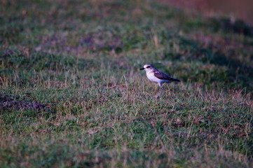 The Javan plover (Charadrius javanicus) is a species of bird in the family Charadriidae. It is endemic to Indonesia. Its natural habitats are sandy shores and intertidal flats.