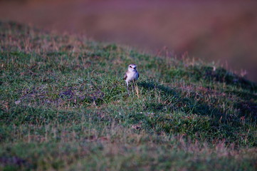 The Javan plover (Charadrius javanicus) is a species of bird in the family Charadriidae. It is endemic to Indonesia. Its natural habitats are sandy shores and intertidal flats.