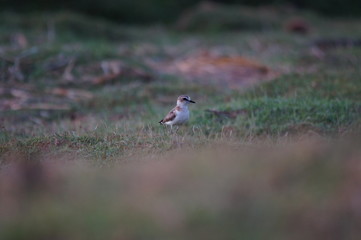 The Javan plover (Charadrius javanicus) is a species of bird in the family Charadriidae. It is endemic to Indonesia. Its natural habitats are sandy shores and intertidal flats.