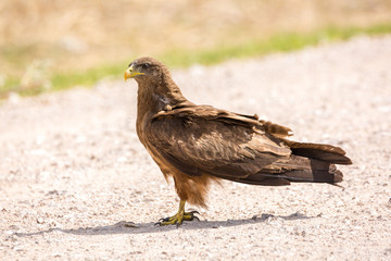 Close up of a yellow-billed kite (Milvus aegyptius) on the ground, Namibia