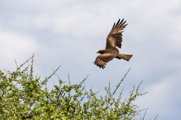 Flying yellow-billed kite (Milvus aegyptius), Namibia