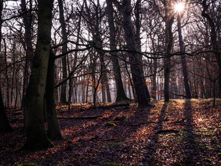 Fototapeta premium trees in winter