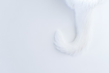 White cat tail on a white background. Copyspace. The concept of pets, veterinary medicine, cat care. Funny cute background image.