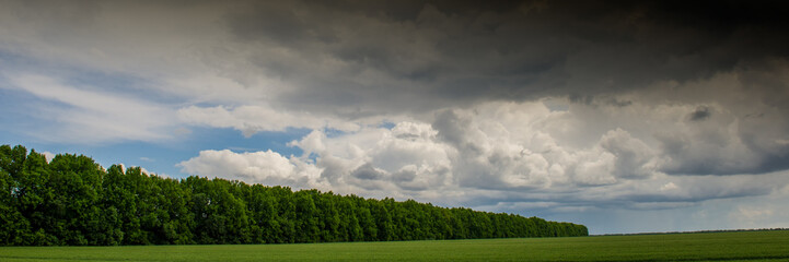 wheat field and clouds in spring countryside.