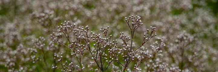 Flowering plants in the meadow. Summer season.