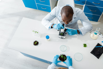 overhead view of african american biologist using microscope and colleague holding leaves